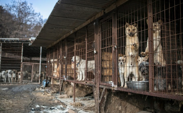 The dog trapped in a hot, stuffy, dirty cage was fortunate to be rescued. – AmazingUnitedState.Com