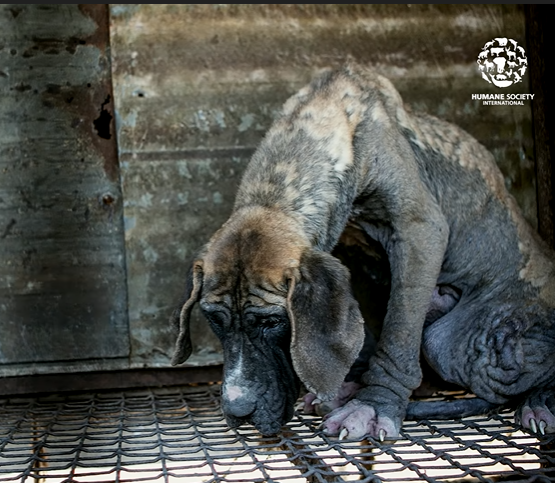 The dog trapped in a hot, stuffy, dirty cage was fortunate to be rescued. – AmazingUnitedState.Com