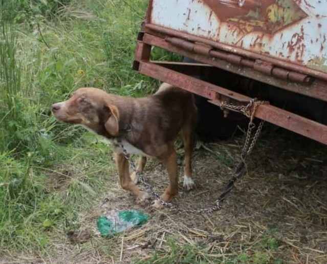 Dog chained and starved to pray for a better life – AmazingUnitedState.Com