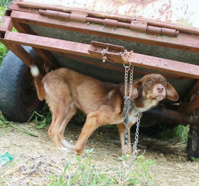 Dog chained and starved to pray for a better life – AmazingUnitedState.Com