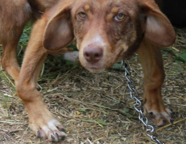 Dog chained and starved to pray for a better life – AmazingUnitedState.Com