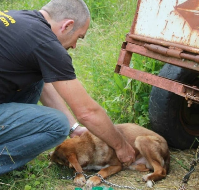 Dog chained and starved to pray for a better life – AmazingUnitedState.Com