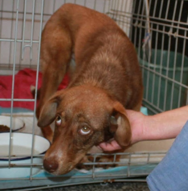 Dog chained and starved to pray for a better life – AmazingUnitedState.Com