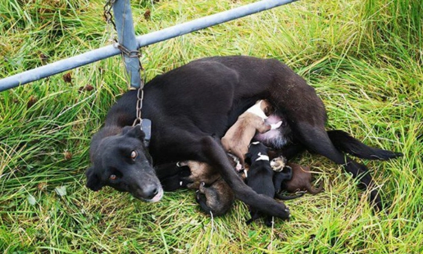 The picture of a mother dog shackled to death while still attempting to care for her six puppies has moved internet users. – AmazingUnitedState.Com