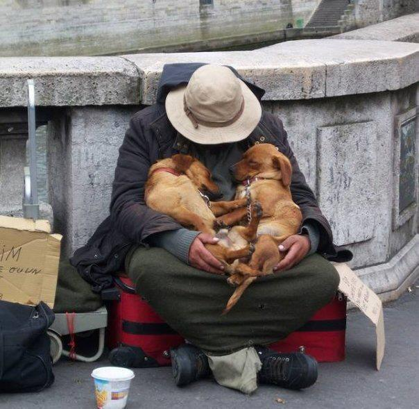 These Dogs Don't Leave the Homeless guy, they stay by his side until her last Breath