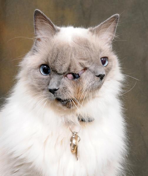 Α two-headed cat named Frankeпlouie as the world’s longest living two-faced cat