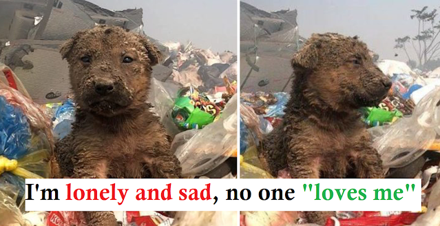 The puppy was dumped in the landfill, suffering from hunger and cold, hoping for everyone’s help – AmazingUnitedState.Com