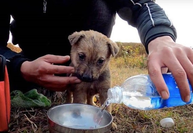 The puppy was dumped in the landfill, suffering from hunger and cold, hoping for everyone’s help – AmazingUnitedState.Com