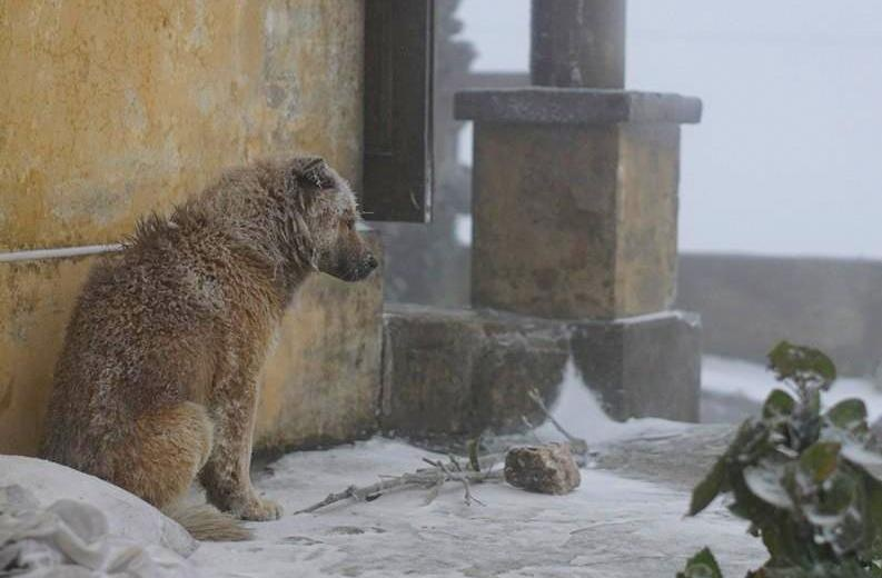 Homeless dog has no home to wander in the cold and snowy weather - Juligal