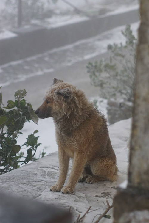 Homeless dog has no home to wander in the cold and snowy weather - Juligal