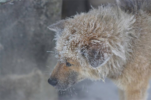 Homeless dog has no home to wander in the cold and snowy weather - Juligal