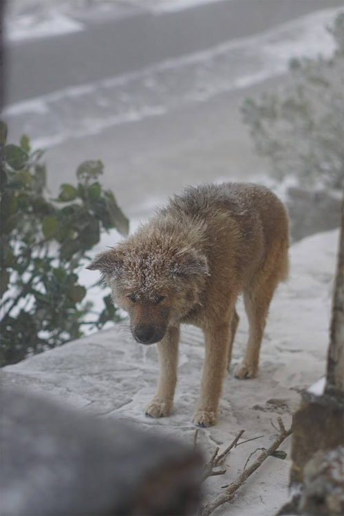 Homeless dog has no home to wander in the cold and snowy weather - Juligal