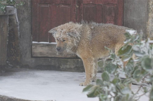 Homeless dog has no home to wander in the cold and snowy weather - Juligal