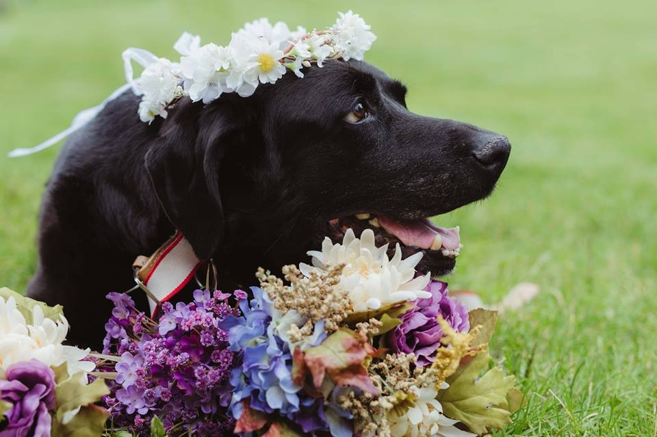 The dying dog didn't miss his world's best friend's wedding - Juligal