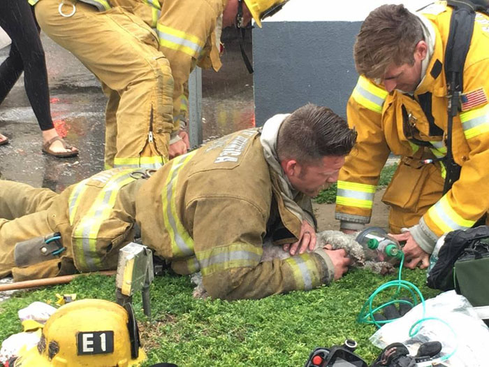 This heroic firefighter didn't give up and saved the life of a dog that had suffocated in a building - Juligal