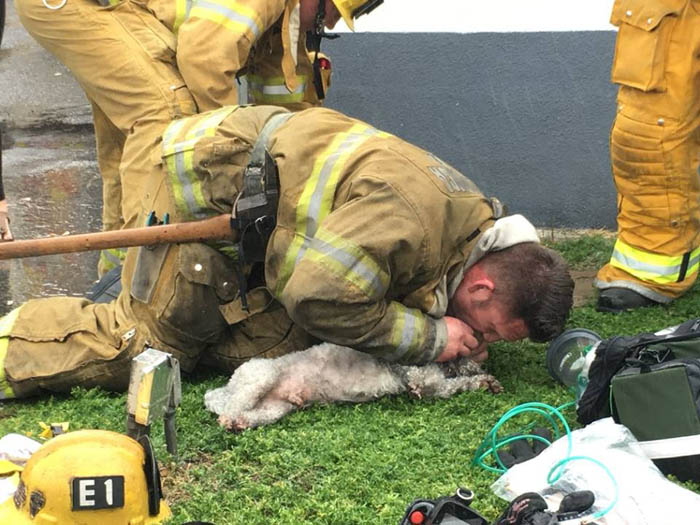 This heroic firefighter didn't give up and saved the life of a dog that had suffocated in a building - Juligal