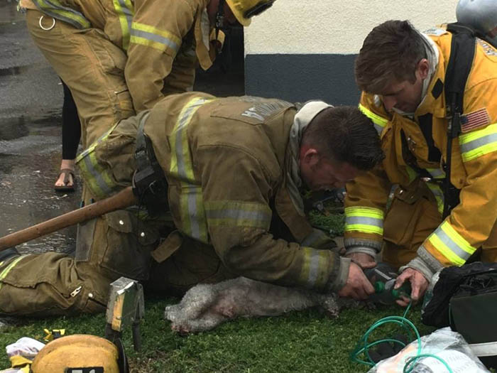 This heroic firefighter didn't give up and saved the life of a dog that had suffocated in a building - Juligal