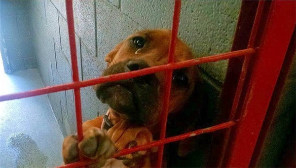 An abandoned dog crying behind an iron lap laments the loss of his child – AmazingUnitedState.Com