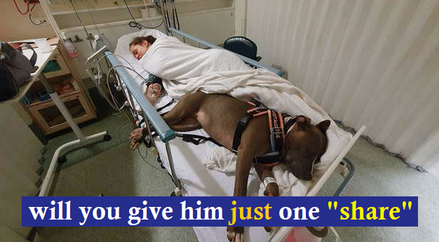 The dog refuses to go, but just wants to stay by the owner’s side until she recovers; This is a precious act of love. – AmazingUnitedState.Com