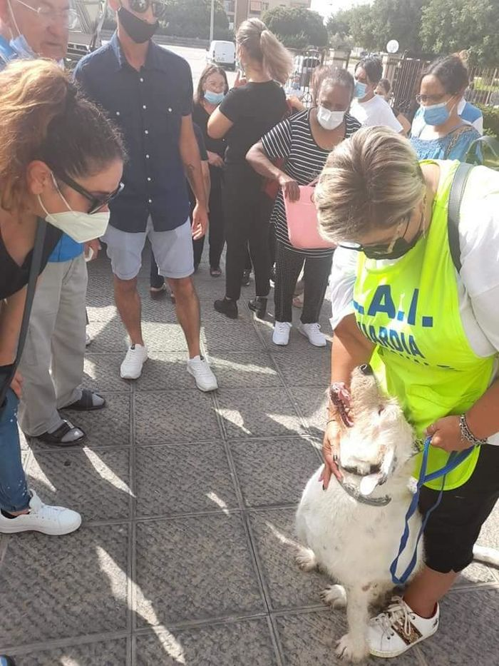 The dog cried beside the coffin of its owner because it didn’t want it to depart. – AmazingUnitedState.Com