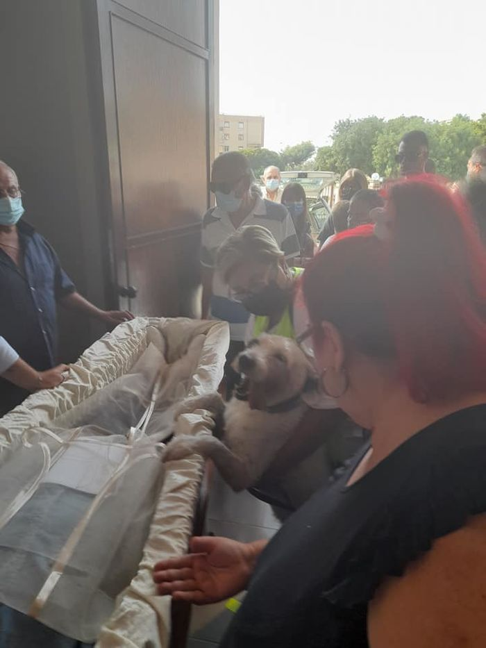 The dog cried beside the coffin of its owner because it didn’t want it to depart. – AmazingUnitedState.Com