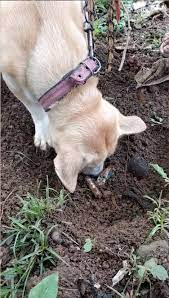 Mother dog excavates a dead puppy and tries valiantly to revive it. – AmazingUnitedState.Com