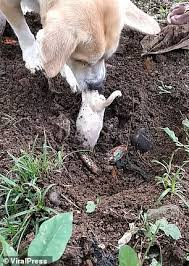 Mother dog excavates a dead puppy and tries valiantly to revive it. – AmazingUnitedState.Com