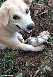 Mother dog excavates a dead puppy and tries valiantly to revive it. – AmazingUnitedState.Com