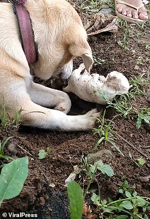 Mother dog excavates a dead puppy and tries valiantly to revive it. – AmazingUnitedState.Com