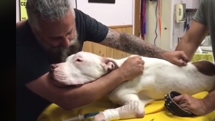 The man who kissed the dog for the last time before he died moved many people - Juligal
