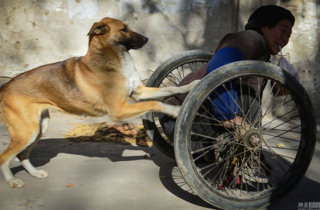 The image of a dog pushing his owner to sell lottery tickets every day touches viewers. – AmazingUnitedState.Com