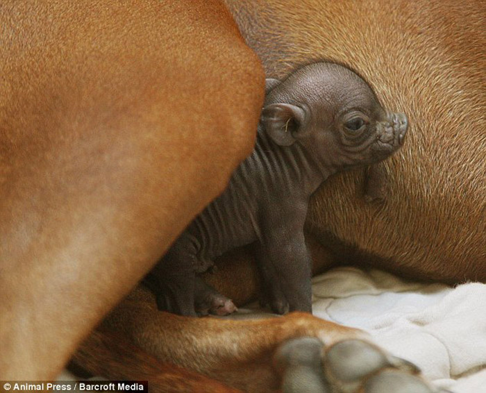 Mother dog raising piglets lost their mother when she was young – AmazingUnitedState.Com