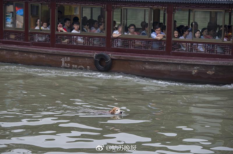 The dog that has been cleaning garbage in the river every day for nearly 10 years has surprised many people - Juligal