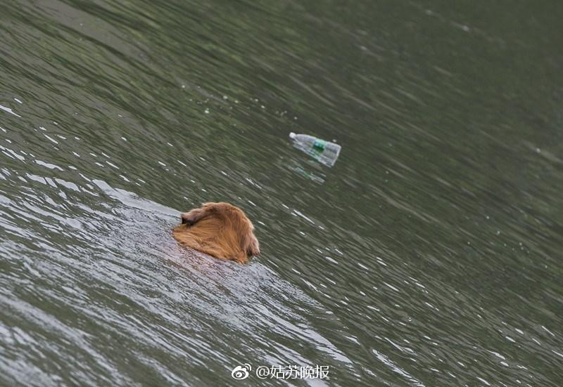 The dog that has been cleaning garbage in the river every day for nearly 10 years has surprised many people - Juligal