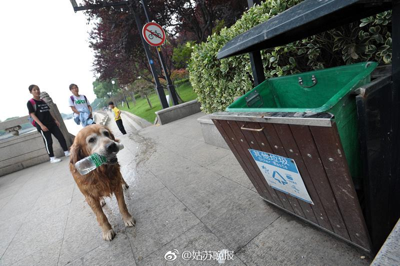 The dog that has been cleaning garbage in the river every day for nearly 10 years has surprised many people - Juligal