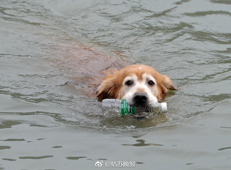 The dog that has been cleaning garbage in the river every day for nearly 10 years has surprised many people - Juligal