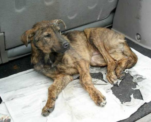 No one saw the dog that had a broken leg that was abandoned on the highway. – AmazingUnitedState.Com