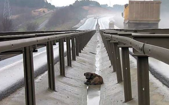 No one saw the dog that had a  broken leg that was abandoned on the highway. – AmazingUnitedState.Com