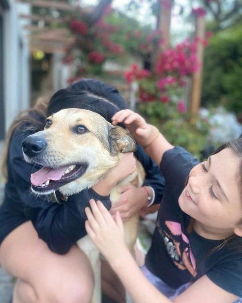 Touching image of the dog's meeting after 2 years of cancer treatment - Juligal