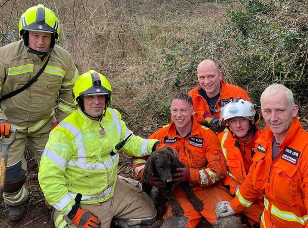 The dog that was buried alive by the owner in the ground was saved in time – AmazingUnitedState.Com