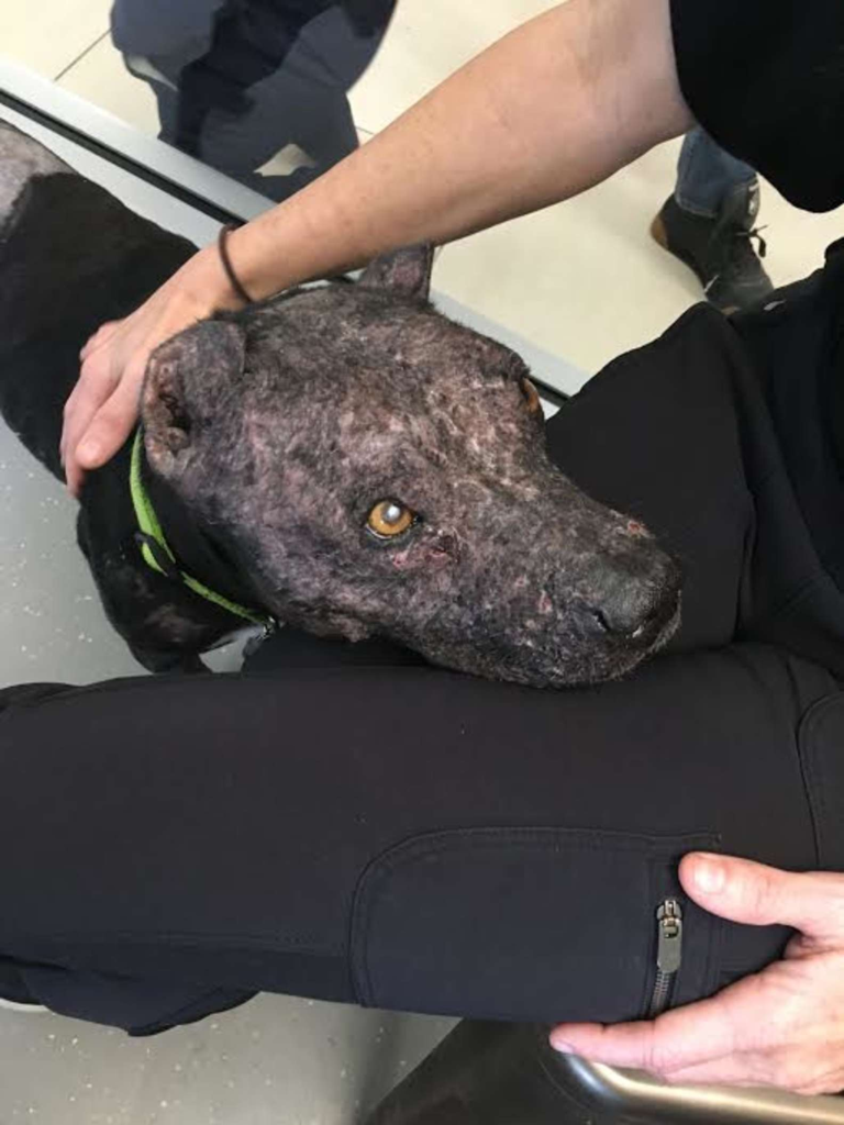 Touched dog thanks to the person who saved him when his owner abandoned him - Juligal
