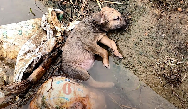 When the dog drowned in the ditch, the rescue crew made an effort to save it. – AmazingUnitedState.Com