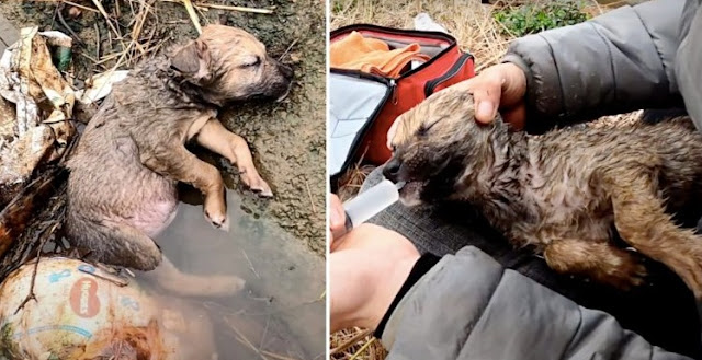 When the dog drowned in the ditch, the rescue crew made an effort to save it. – AmazingUnitedState.Com
