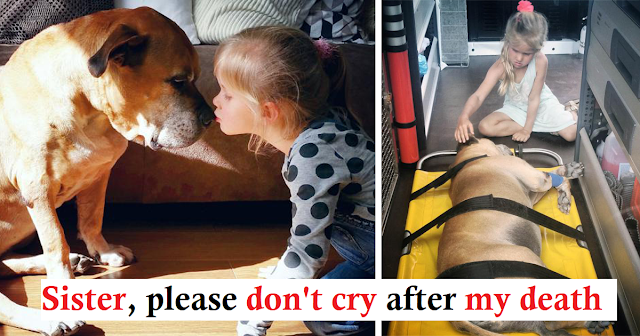 The 6-year-old daughter warmed the aging dog until it passed away – AmazingUnitedState.Com