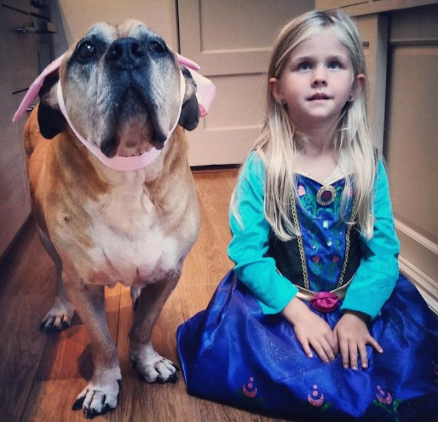 The 6-year-old daughter warmed the aging dog until it passed away – AmazingUnitedState.Com