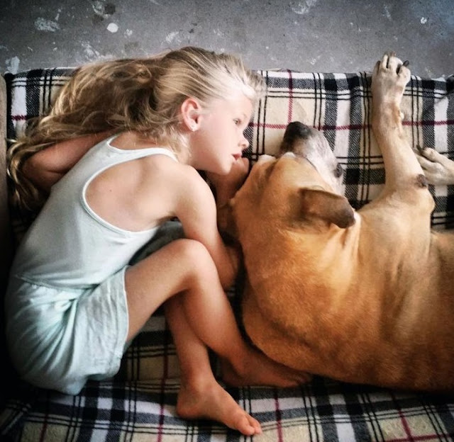 The 6-year-old daughter warmed the aging dog until it passed away – AmazingUnitedState.Com