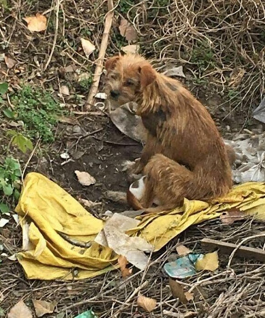 A distressed dog begs passersby to help his mother and child. – AmazingUnitedState.Com