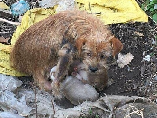 A distressed dog begs passersby to help his mother and child. – AmazingUnitedState.Com