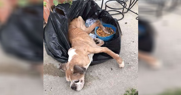 Many people burst into tears when a puppy left in a trash bag was saved. – AmazingUnitedState.Com