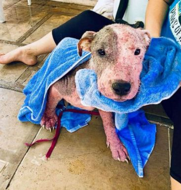 The dog that was buried alive, dehydrated, sick and full of sores is finally rescued - Juligal